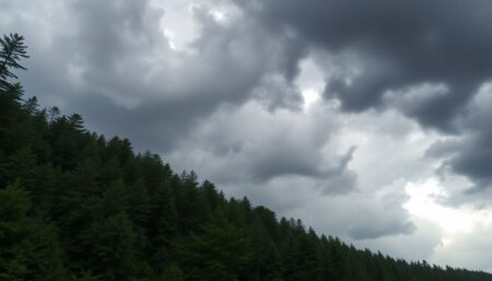 Generate an image of a lush, dense forest with a backdrop of stormy skies, illustrating the intersection of severe weather and forest ecosystems.